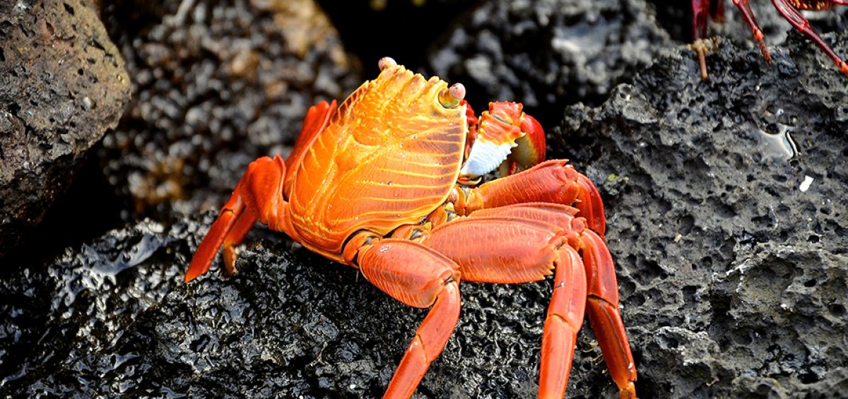 ARE BUGS, SHRIMP AND SHELLFISH THE FUTURE OF PACKAGING MATERIALS? – EPE USA